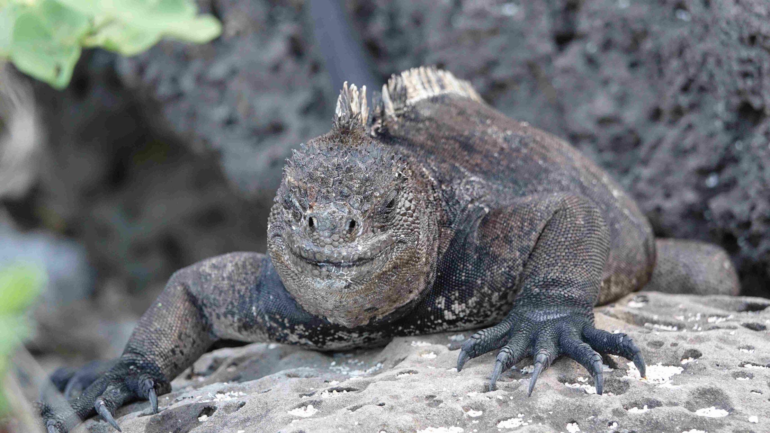 Thurs 26th Jan 2023: The Galapagos