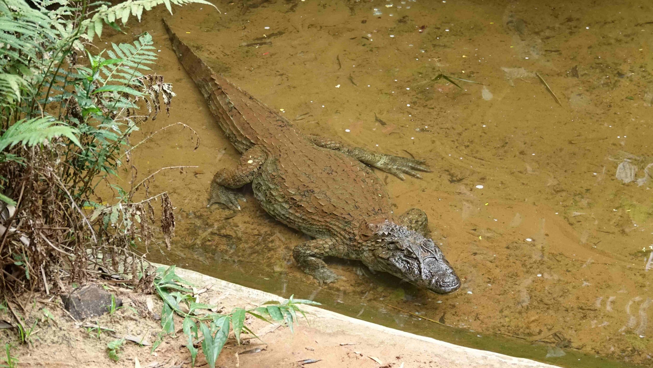 Wed 8th Mar 2023: Iguazu Bird Sanctuary