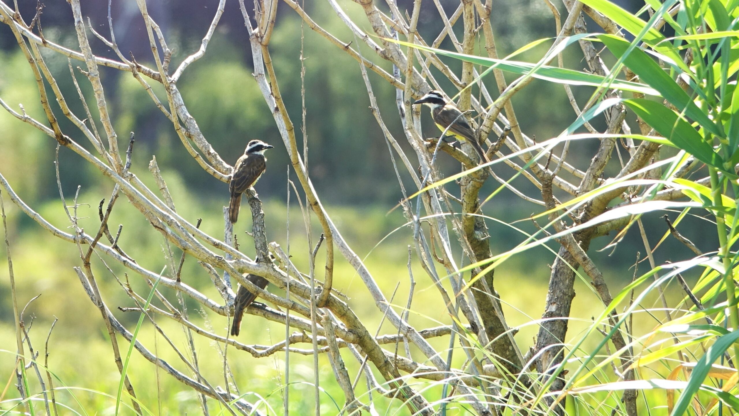 25th Jan 2025 – Montevideo, Birdwatching
