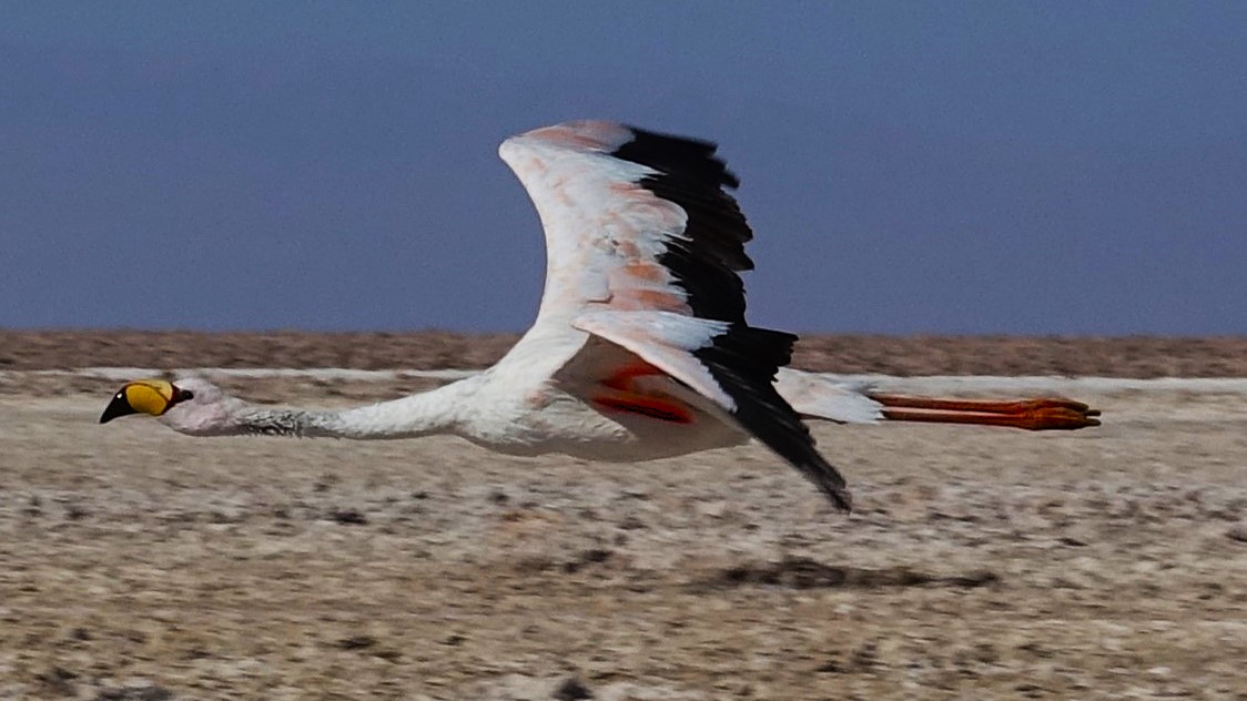 2nd Feb 2025 – Atacama: Chaxa Lagoon & Moon Valley