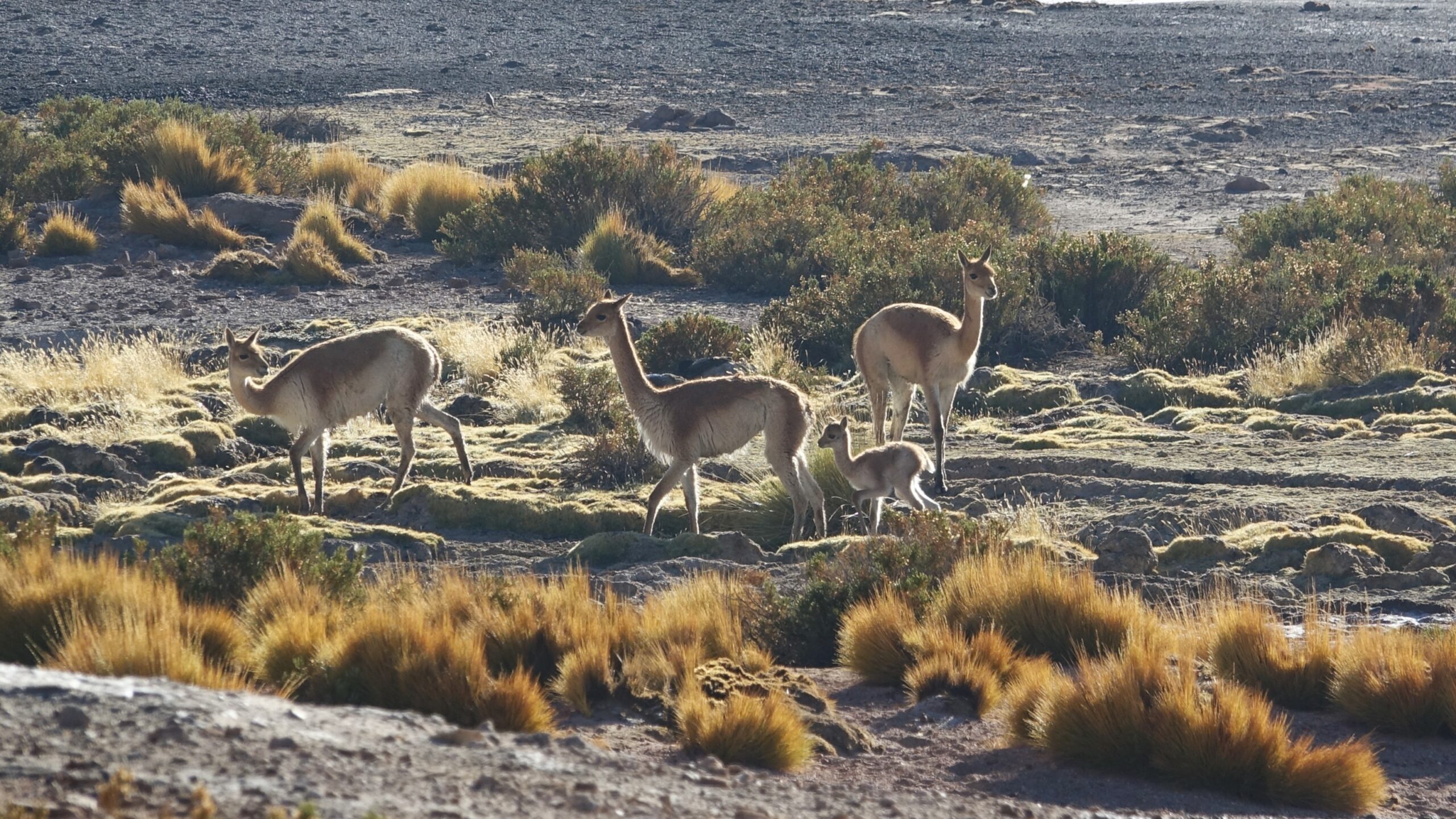 3rd & 4th Feb 2025 – El Tatio Geothermal Area & Bodegas Winery