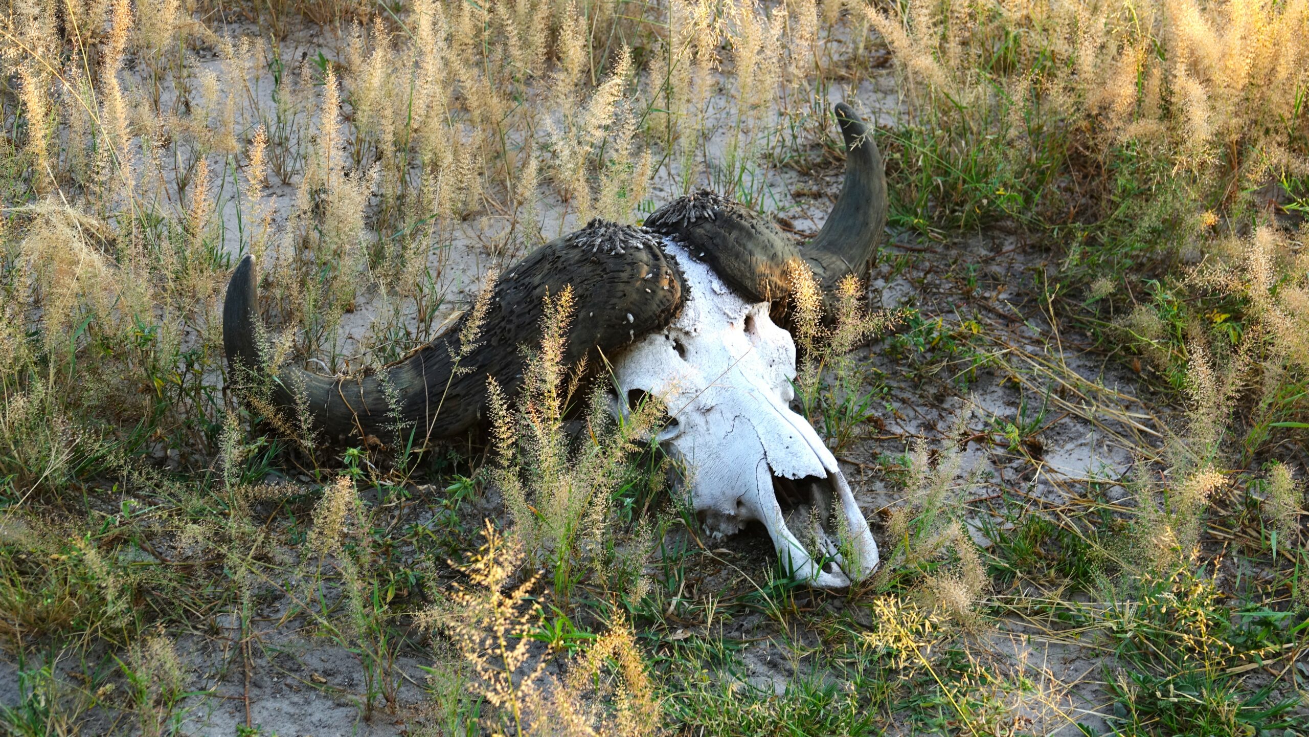2nd Apr 2025 – Chobe Reserve: Day 3